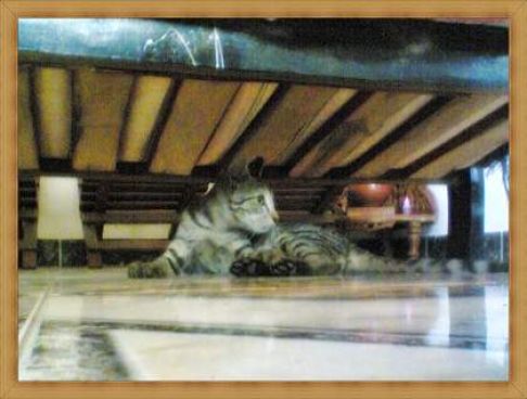 Picture of a cat / kitten / feline