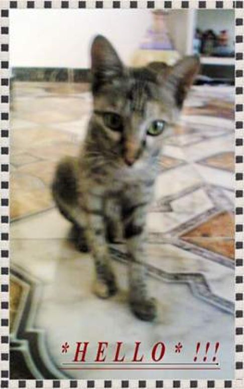 Picture of a cat / kitten / feline