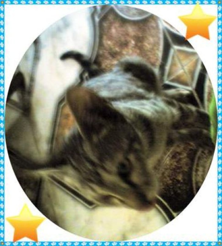 Picture of a cat / kitten / feline