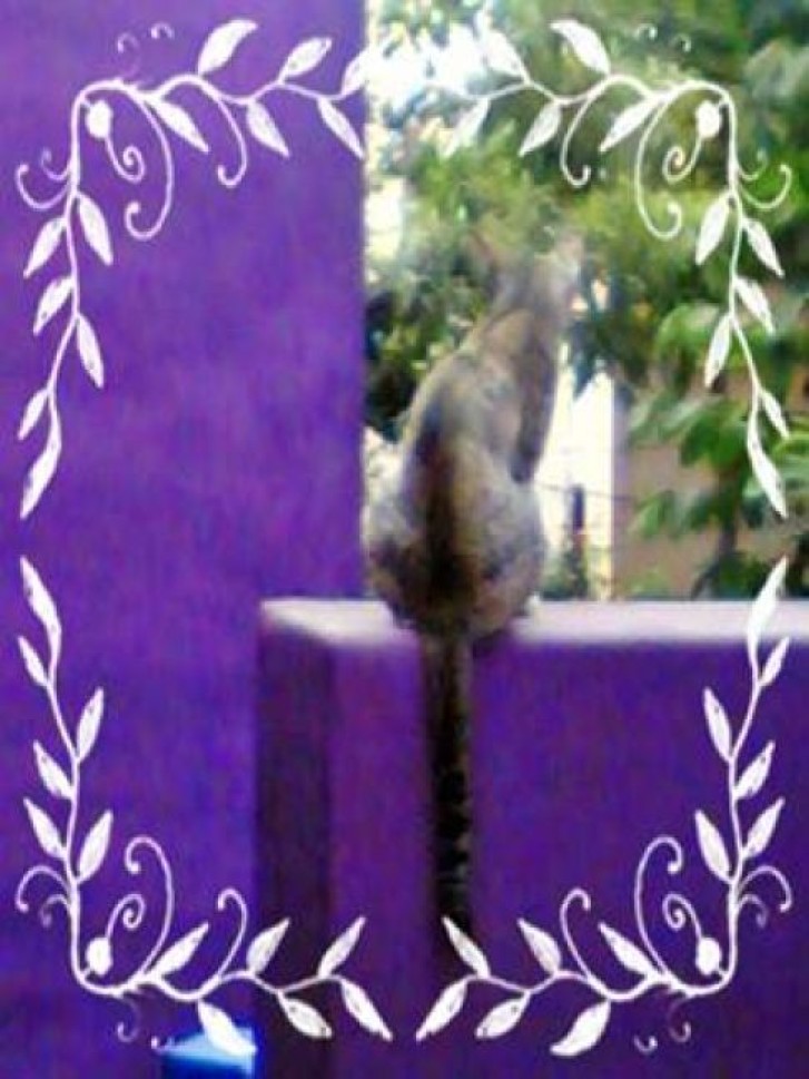 Picture of a cat / kitten / feline