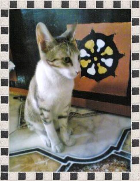 Picture of a cat / kitten / feline