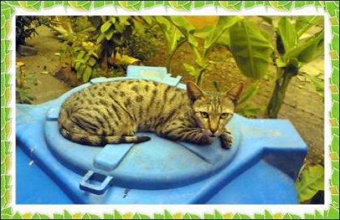 Picture of a cat / kitten / feline