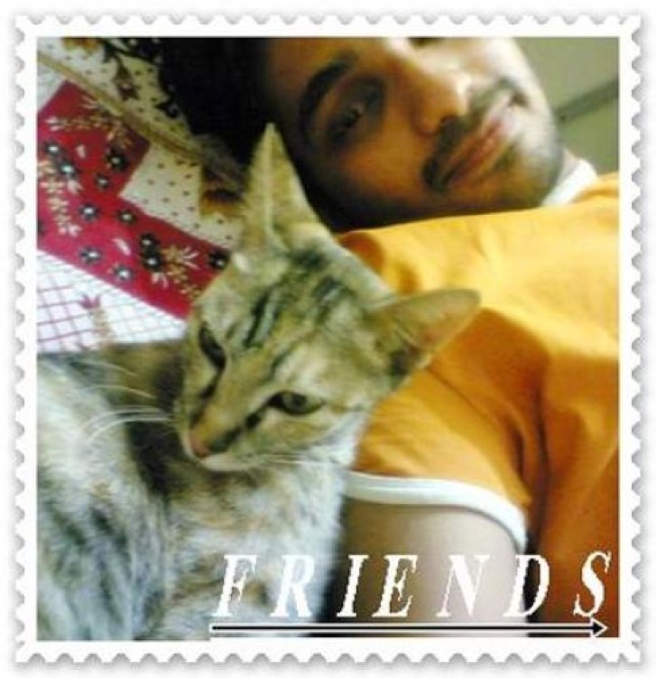 Picture of a cat / kitten / feline