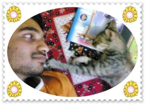 Picture of a cat / kitten / feline