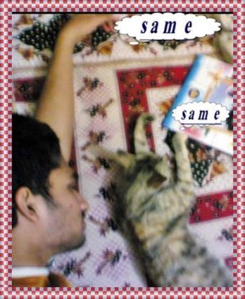 Picture of a cat / kitten / feline