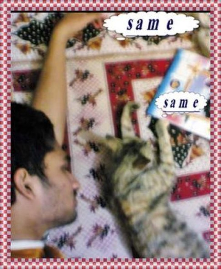 Picture of a cat / kitten / feline