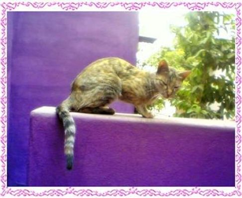 Picture of a cat / kitten / feline