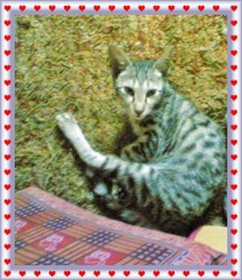 Picture of a cat / kitten / feline