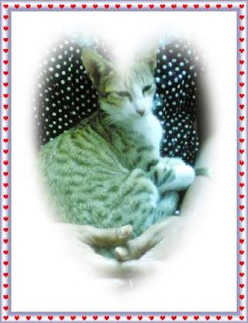 Picture of a cat / kitten / feline