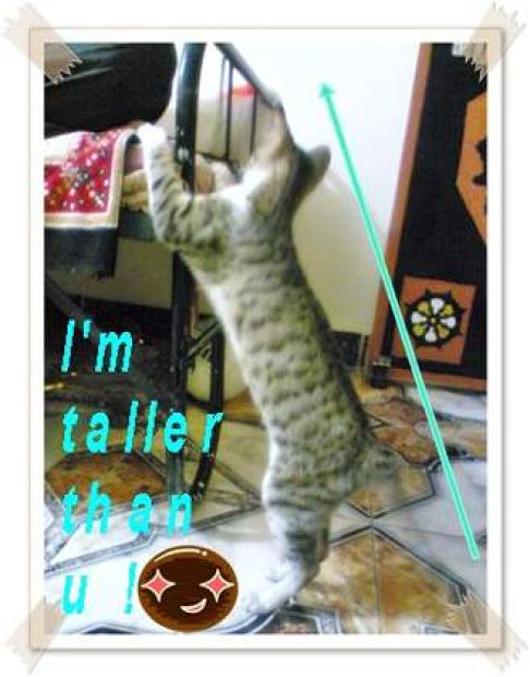 Picture of a cat / kitten / feline