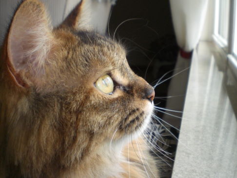 Picture of a cat / kitten / feline