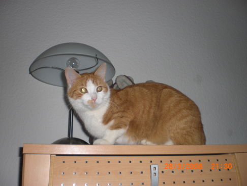 Picture of a cat / kitten / feline