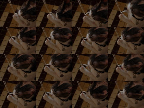 Picture of a cat / kitten / feline