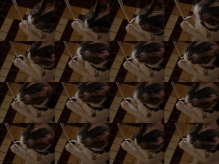 Picture of a cat / kitten / feline