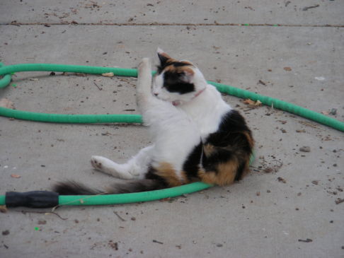 Picture of a cat / kitten / feline