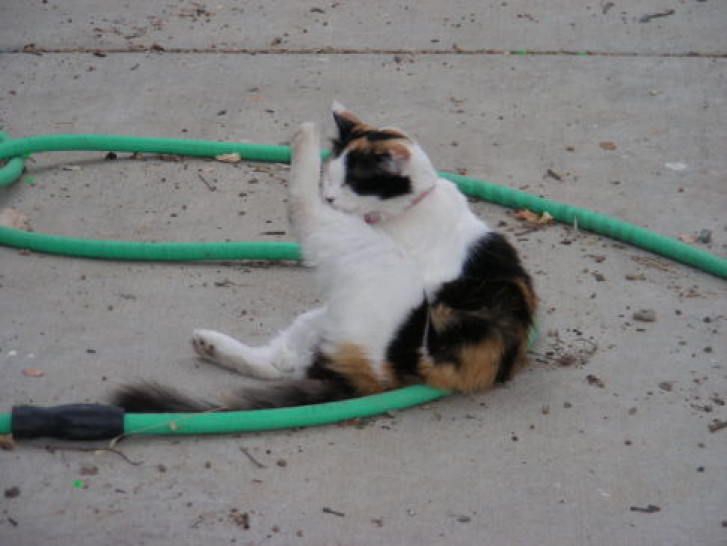 Picture of a cat / kitten / feline