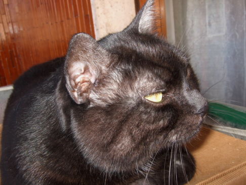 Picture of a cat / kitten / feline