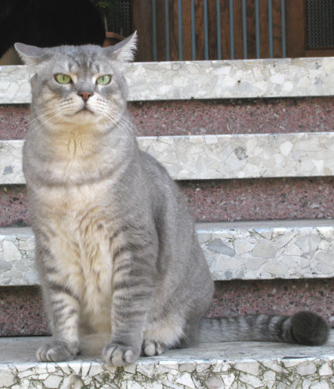 Picture of a cat / kitten / feline