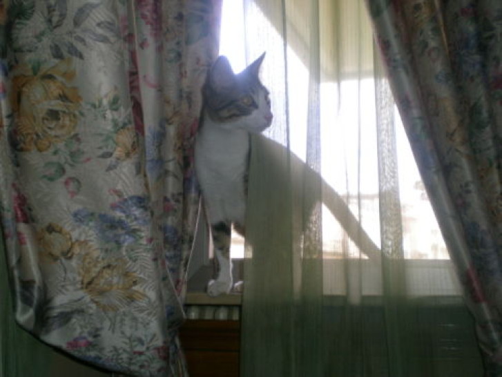 Picture of a cat / kitten / feline