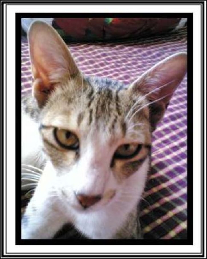 Picture of a cat / kitten / feline