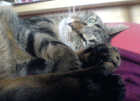 Picture of a cat / kitten / feline