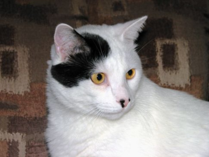 Picture of a cat / kitten / feline