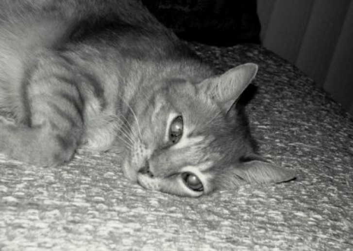 Picture of a cat / kitten / feline