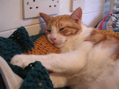 Picture of a cat / kitten / feline