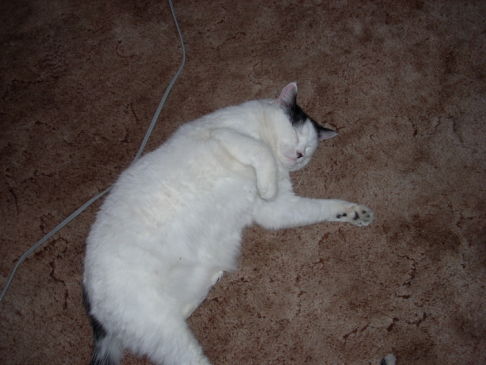 Picture of a cat / kitten / feline