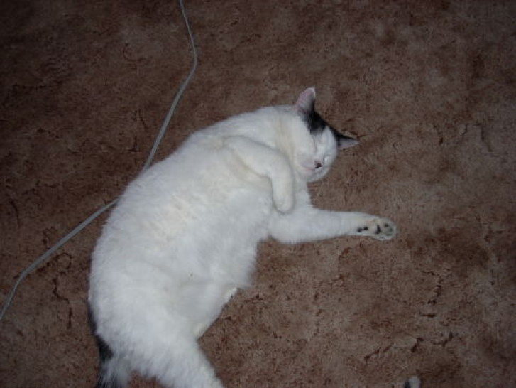 Picture of a cat / kitten / feline