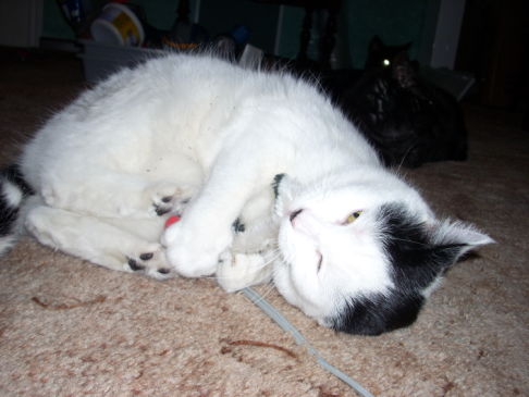 Picture of a cat / kitten / feline