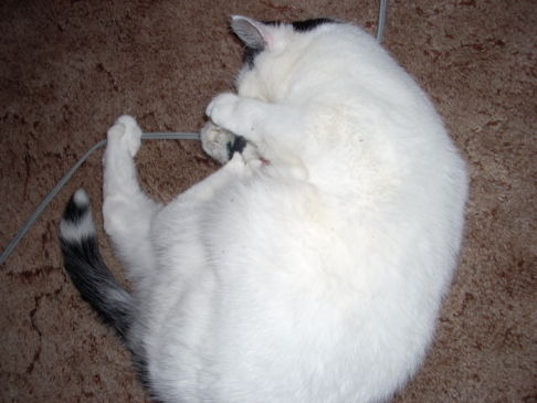 Picture of a cat / kitten / feline