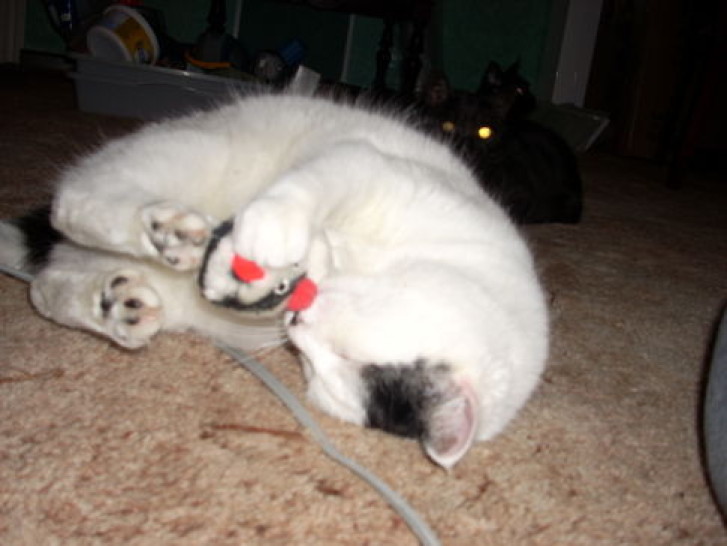 Picture of a cat / kitten / feline