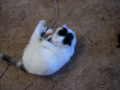 Picture of a cat / kitten / feline