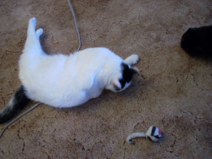 Picture of a cat / kitten / feline