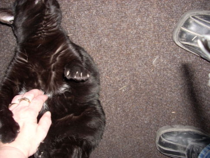 Picture of a cat / kitten / feline