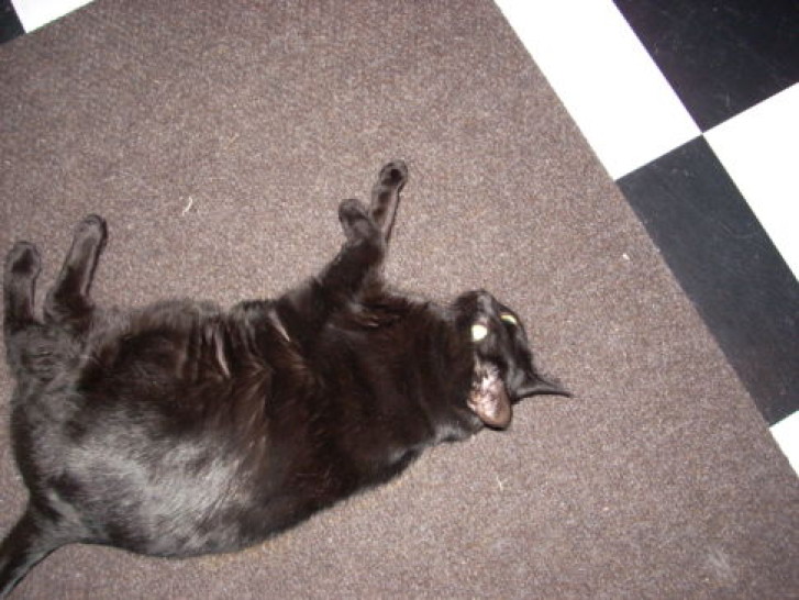 Picture of a cat / kitten / feline