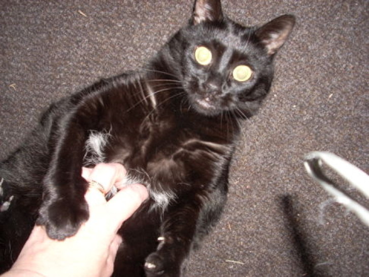 Picture of a cat / kitten / feline