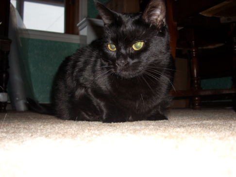 Picture of a cat / kitten / feline