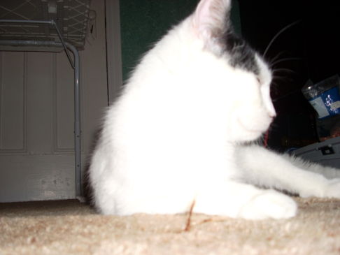 Picture of a cat / kitten / feline