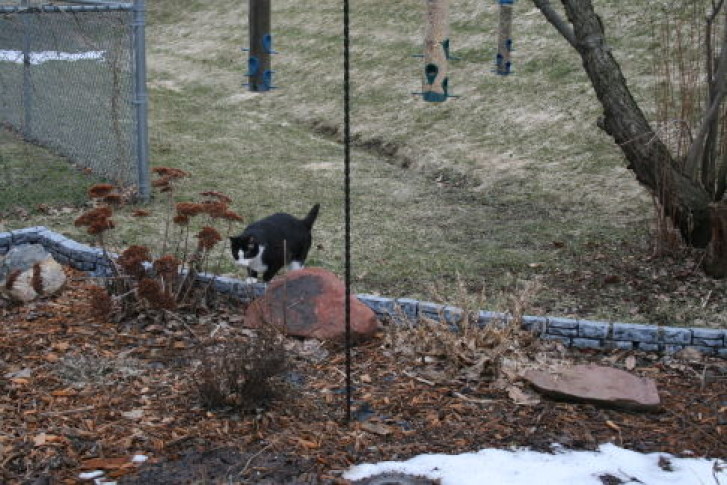 Picture of a cat / kitten / feline