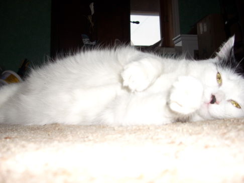 Picture of a cat / kitten / feline