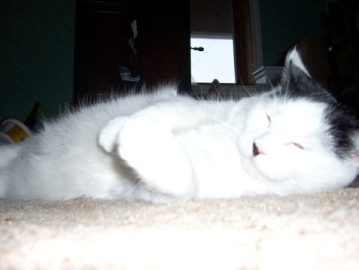 Picture of a cat / kitten / feline