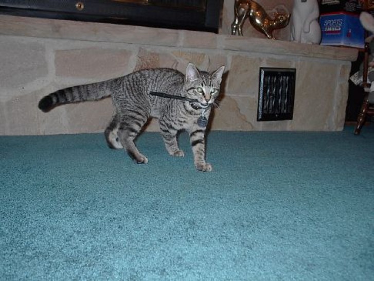 Picture of a cat / kitten / feline