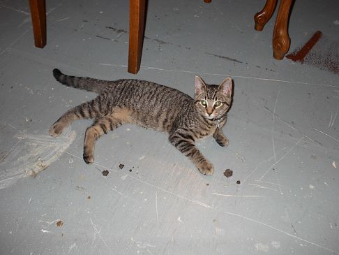 Picture of a cat / kitten / feline