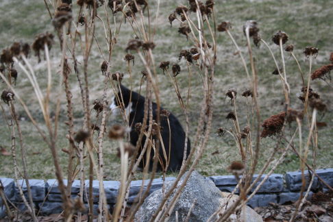 Picture of a cat / kitten / feline