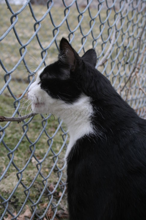 Picture of a cat / kitten / feline