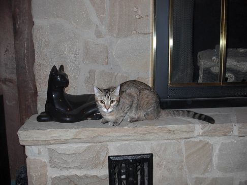 Picture of a cat / kitten / feline