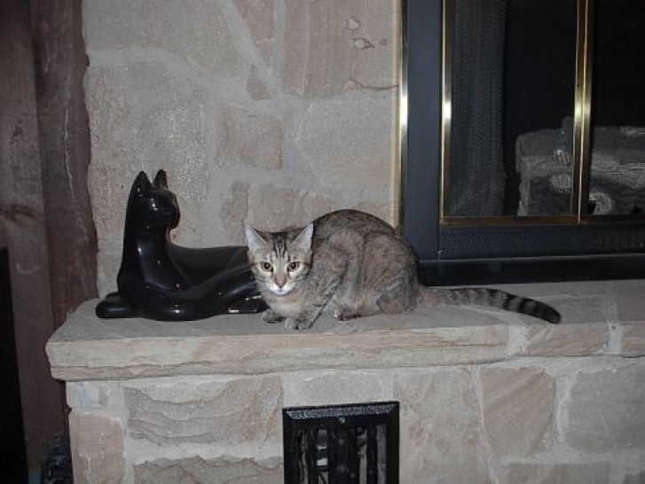 Picture of a cat / kitten / feline