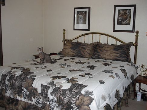 Picture of a cat / kitten / feline